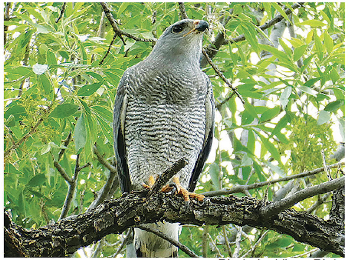 Gray Raptor Nature Journeys: Gray Hawk, Ghostly Grim Reaper - Patagonia Regional Times