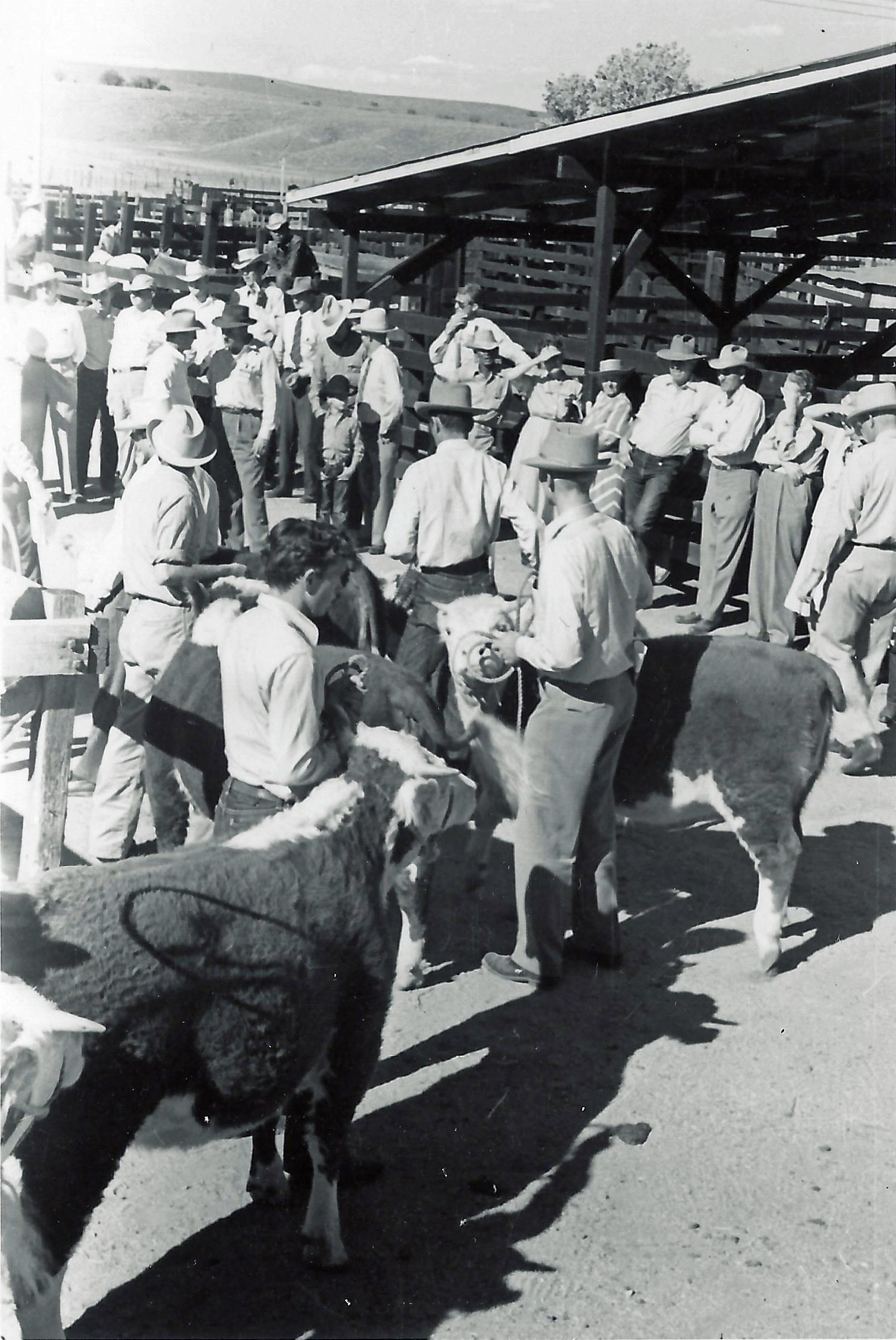 Glimpses Into Our Past: California – Arizona Beef Cattle Tour - Patagonia Regional Times