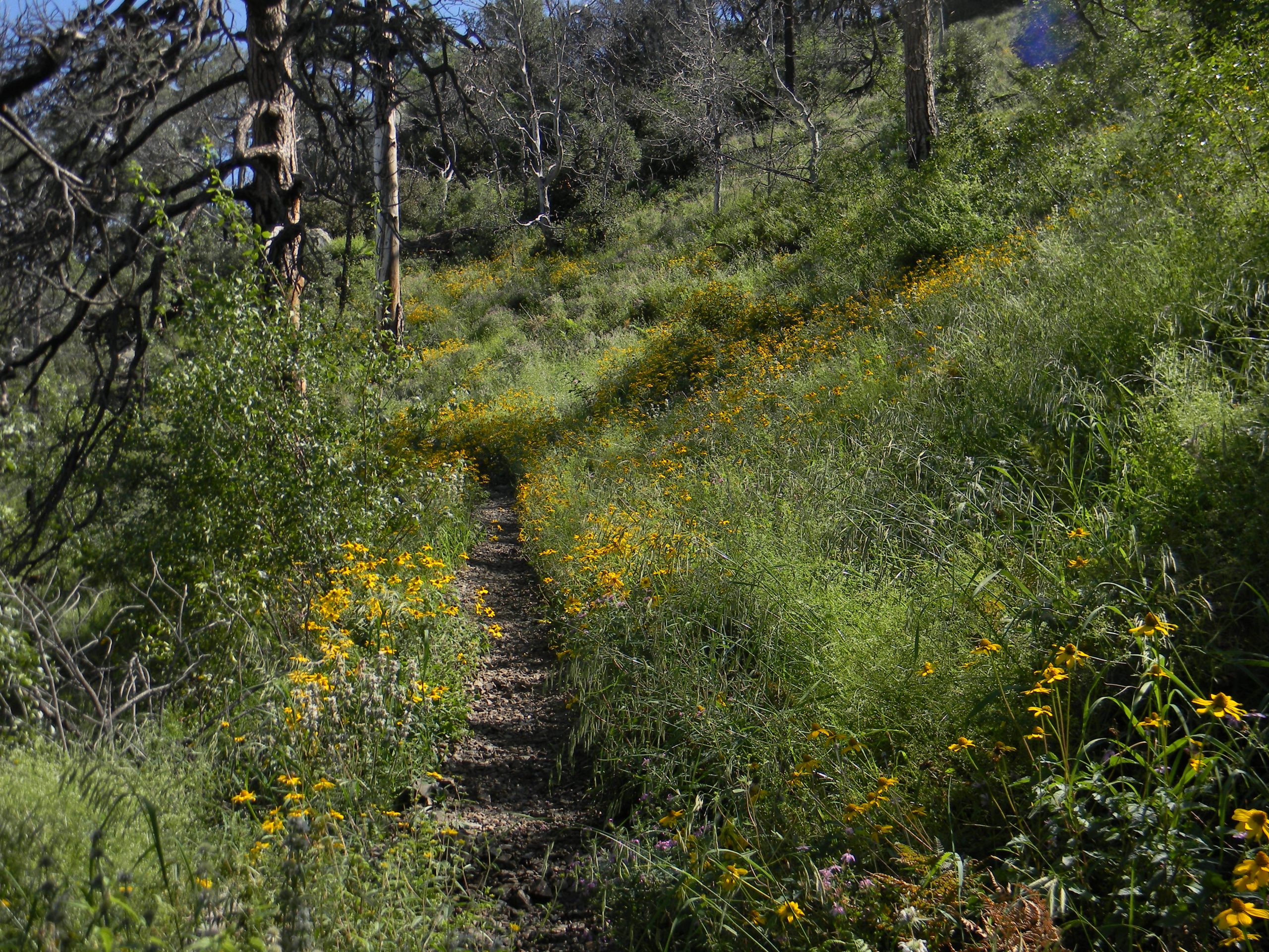 Take a Hike!: Old Baldy Trail - Patagonia Regional Times